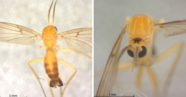 Goiás: Semad abre primeira consulta pública do Brasil para avaliar risco de extinção de moscas e pernilongos