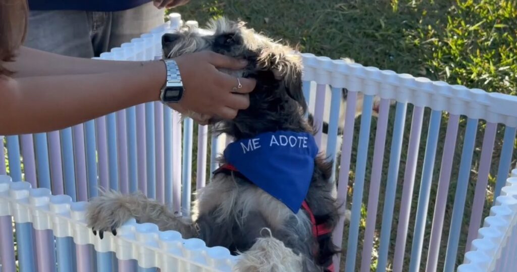Aparecida de Goiânia: Secretaria Municipal de Meio Ambiente e Sustentabilidade realiza feira de adoção de pets neste sábado, 15, no Parque Lafaiete